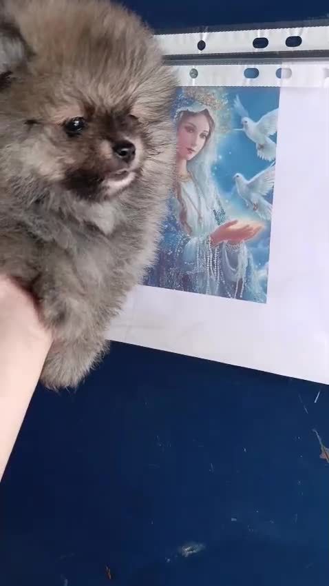 Pomerania perros en venta: ‼️‼️POMERANIAS AMERICANOS - Video 1