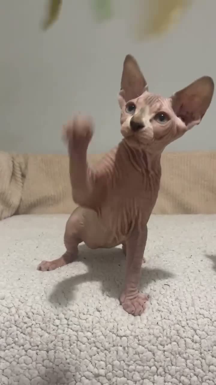 Sphynx gatos en venta: Sphynx - Video 2