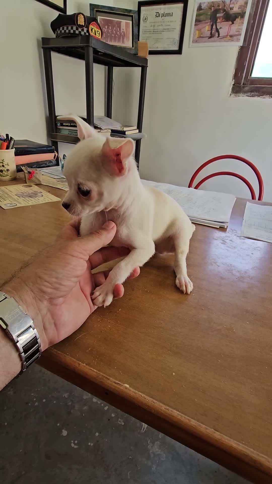 Chihuahua perros en venta: Chihuahuitos mini toy - Video 1