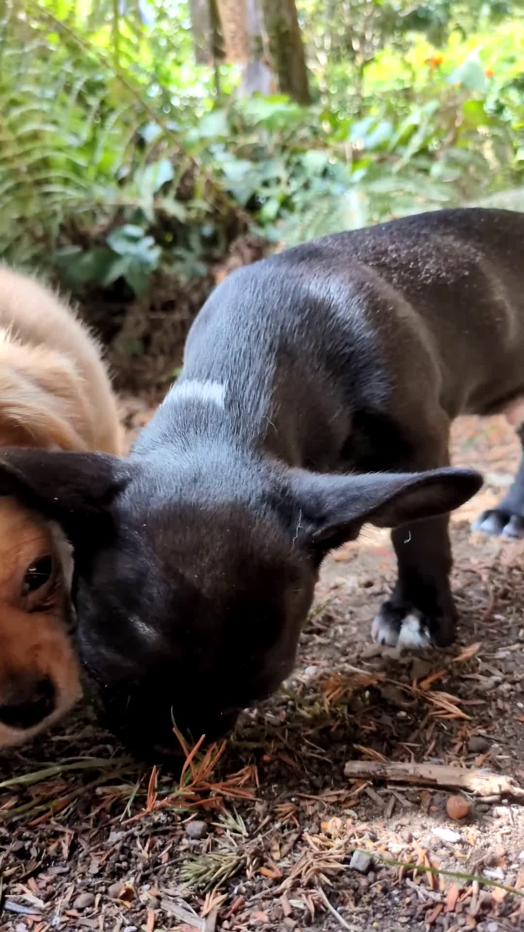Chihuahua perros en venta: Chihuahua macho cabeza de manzana - Video 1
