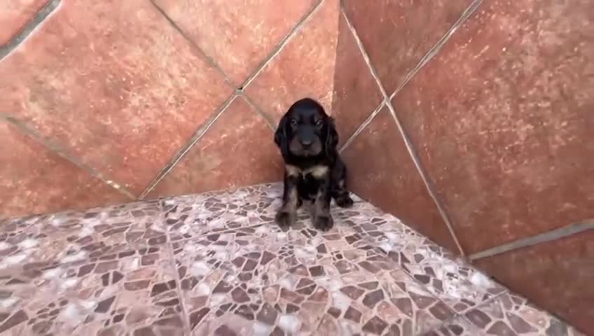 Cocker Spaniel Inglés perros en venta: Cocker spaniel inglés  - Video 1