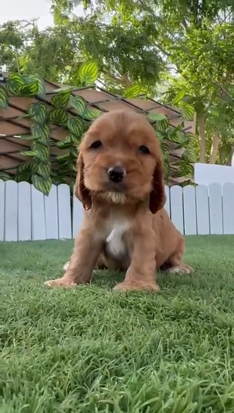 Cocker Spaniel Inglés perros en venta: COCKER SPANIEL INGLES - Video 1