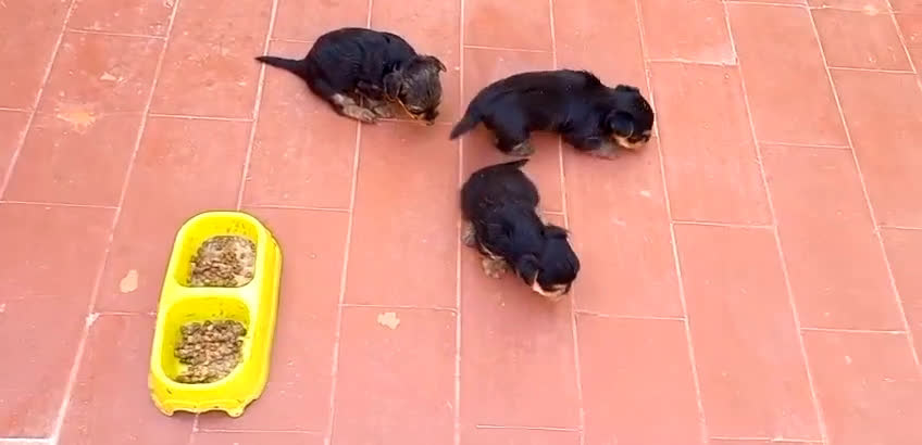 Yorkshire Terrier perros en venta: IMPRESIONANTES YORSHIRE TOYS en Alicante - Video 1