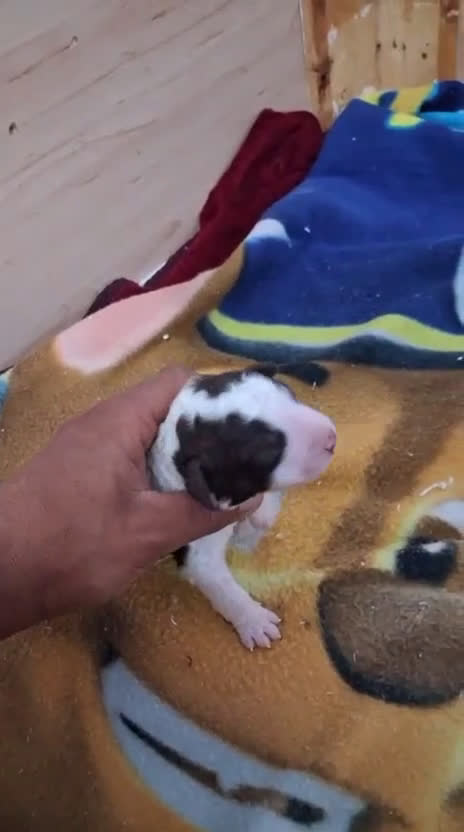 Perro de Agua Español perros en venta: PERRO DE AGUA ESPAÑOL - Video 2