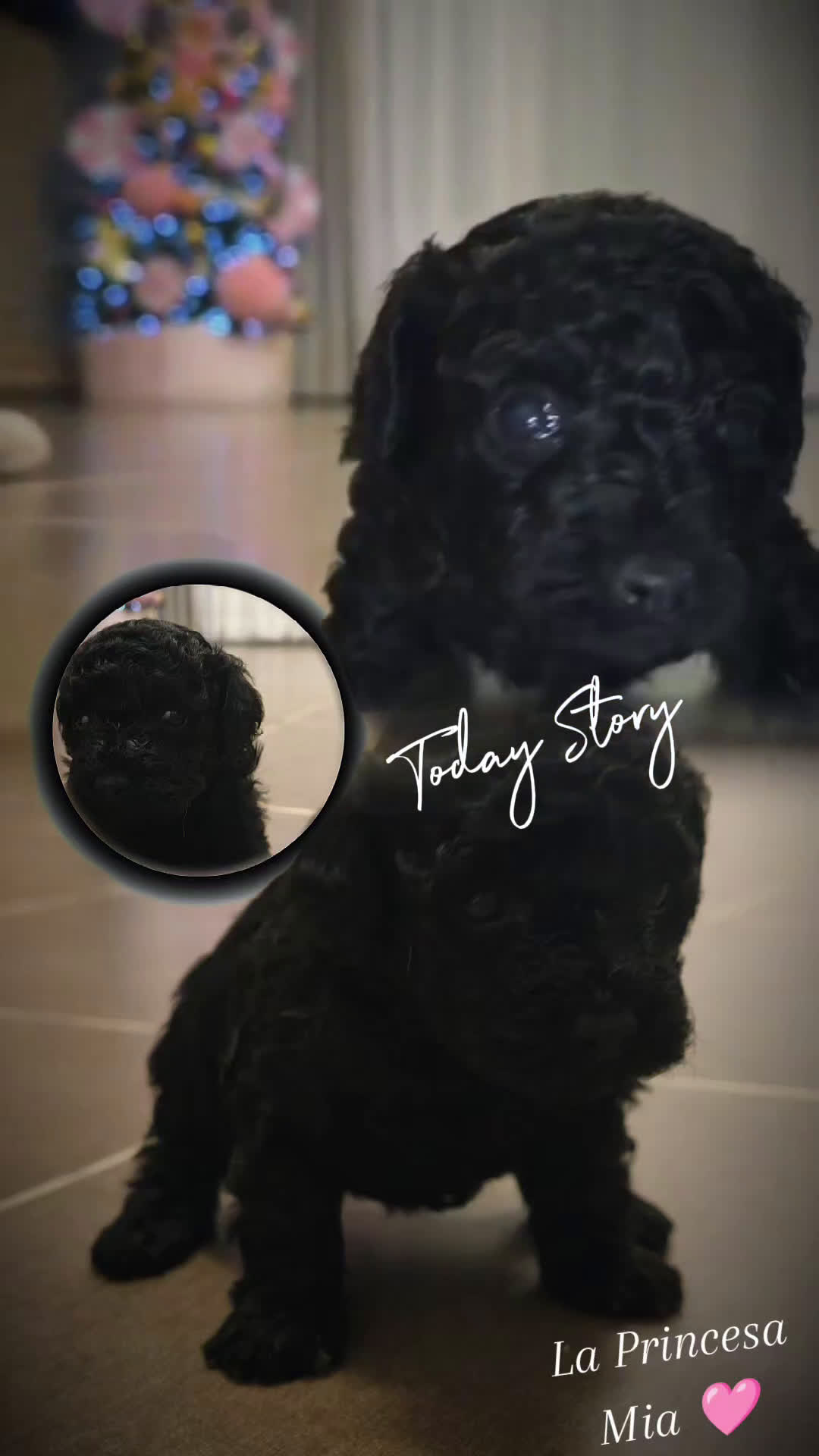 Caniche Toy perros en venta: Espectacular hembra - Video 1