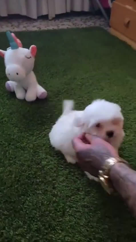 Bichón Maltés perros en venta: BICHÓN MALTES HEMBRA MINI - Video 1