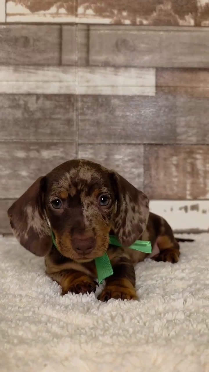 Teckel perros en venta: TECKEL MINIATURA Y KANINCHEN - Video 4