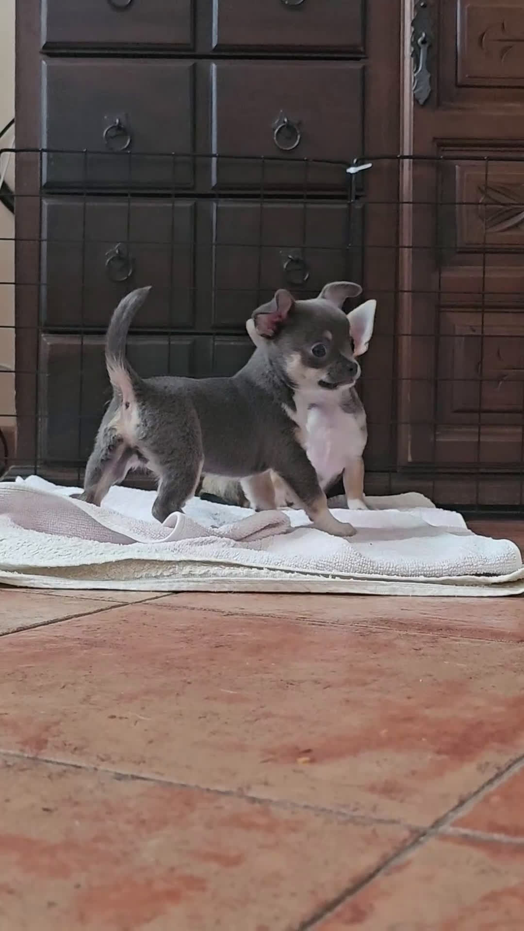 Chihuahua perros en venta: Chihuahuas miniatura exóticos - Video 5