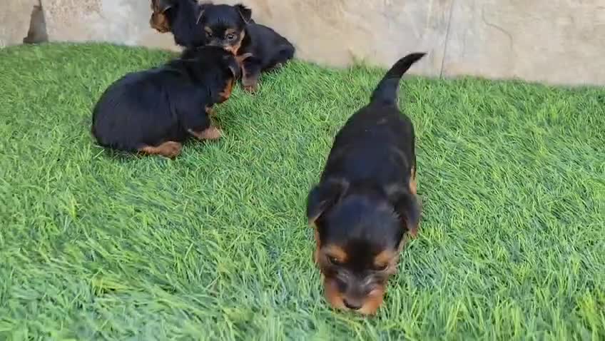 Yorkshire Terrier perros en venta: CACHORROS DE YORKSHIRE TERRIER  - Video 1