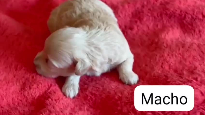 Maltipoo perros en venta: Maltipoo nacionales machos y hembras  - Video 4