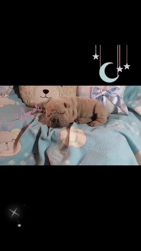 Shar Pei perros en venta: ‼️‼️Preciosa camada de minipeis - Video 1