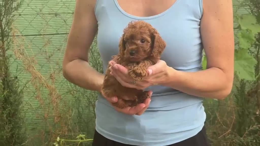 Raza Mixta perros en venta: Caniches enanos - Video 2