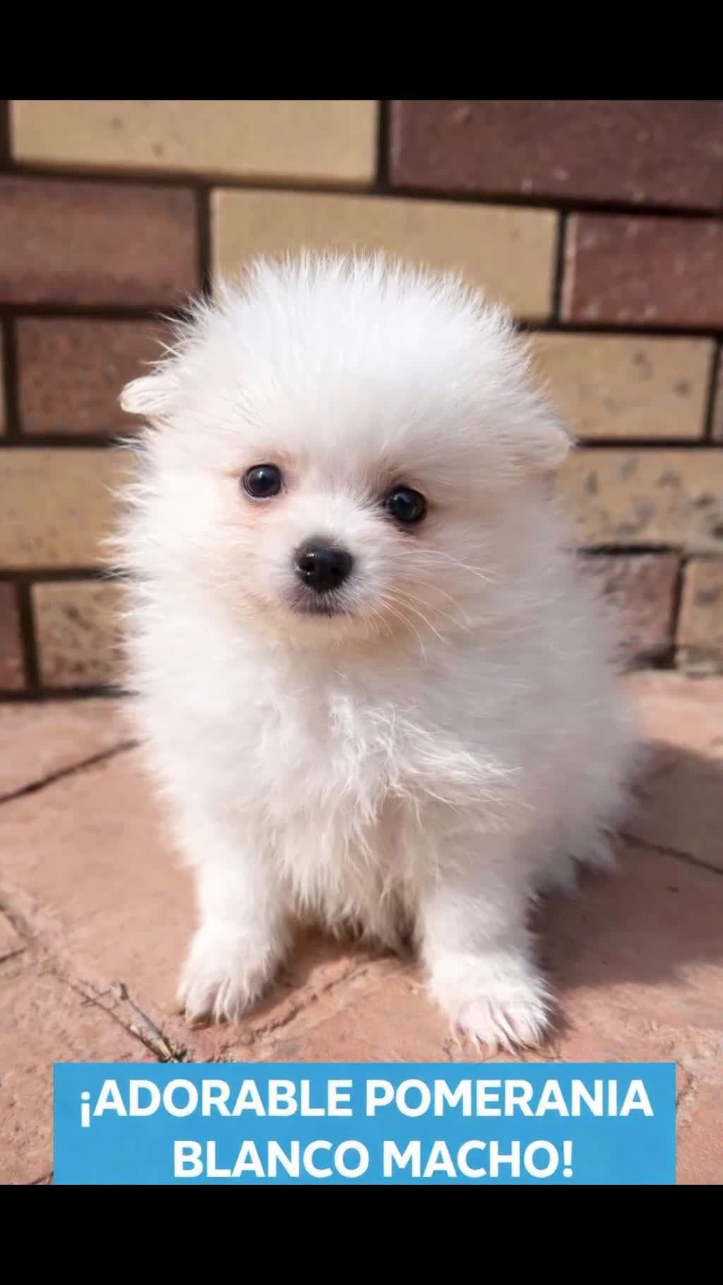 Pomerania perros en venta: Pomerania Mini Toy Blanco y Crema Calidad Top - Video 1