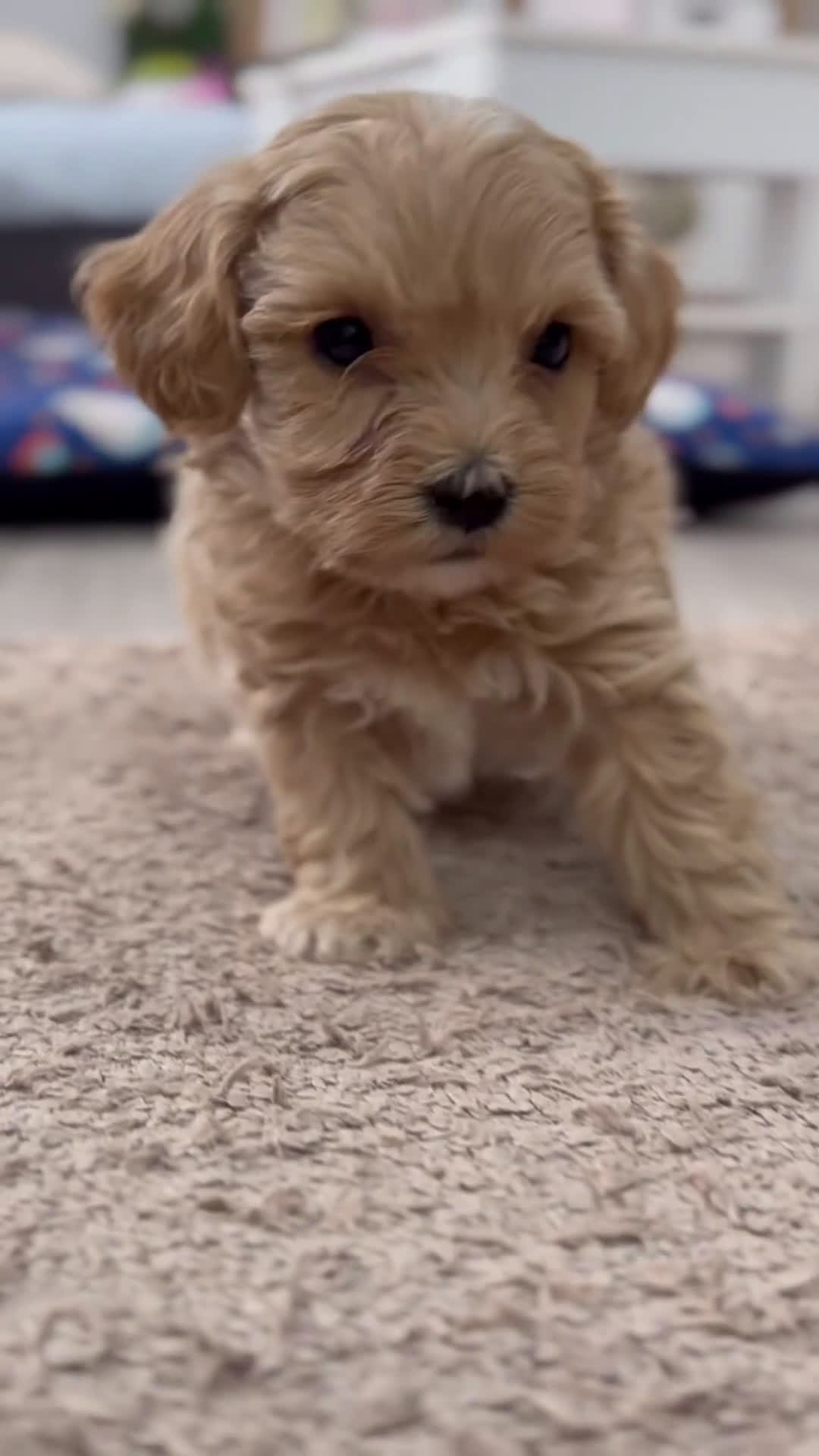 Maltipoo perros en venta: 🐾 Kepy & Harry – Maltipoo crema suave 🌾✨ - Video 2