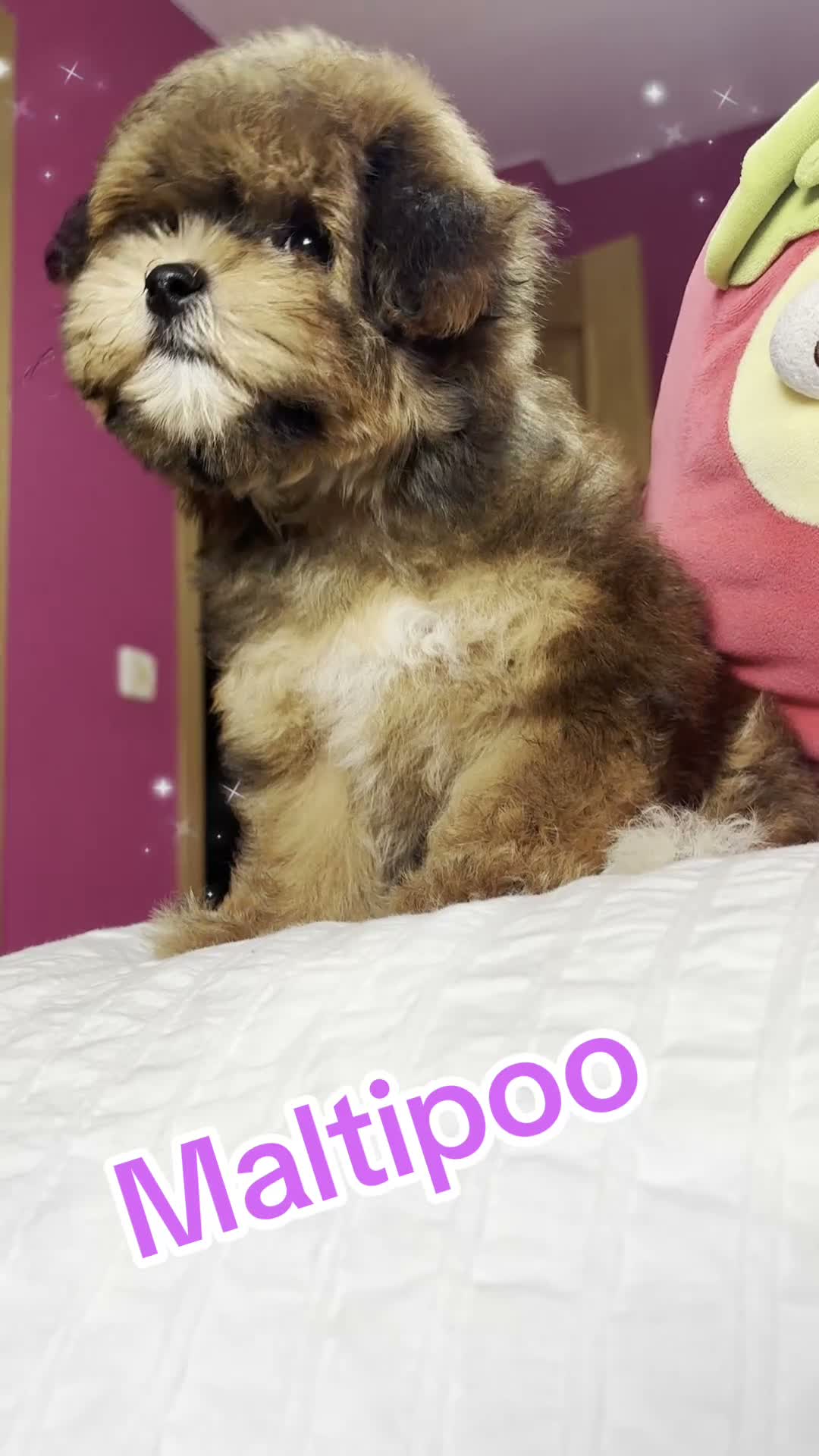 Maltipoo perros en venta: Maltipoo exclusiva por sus tonalidades!! - Video 1