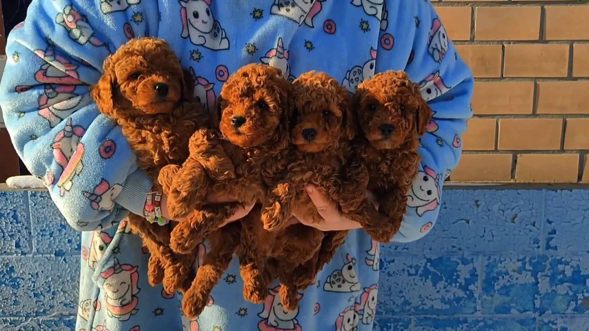 Caniche Toy perros en venta: caniche rojo toy - Video 1