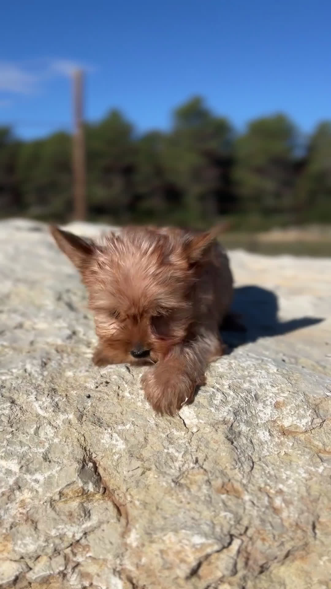 Yorkshire Terrier perros en venta: Yorki rubia minitoy  - Video 1