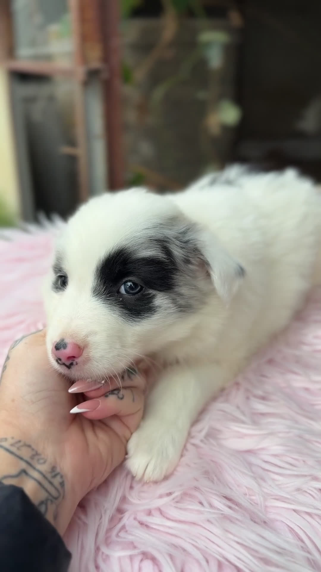 Border Collie perros en venta: Border blanco y Merle hembra  - Video 1