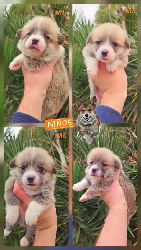 Welsh Corgi Pembroke perros en venta: Cachorros de Corgi Pembroke - Video 1