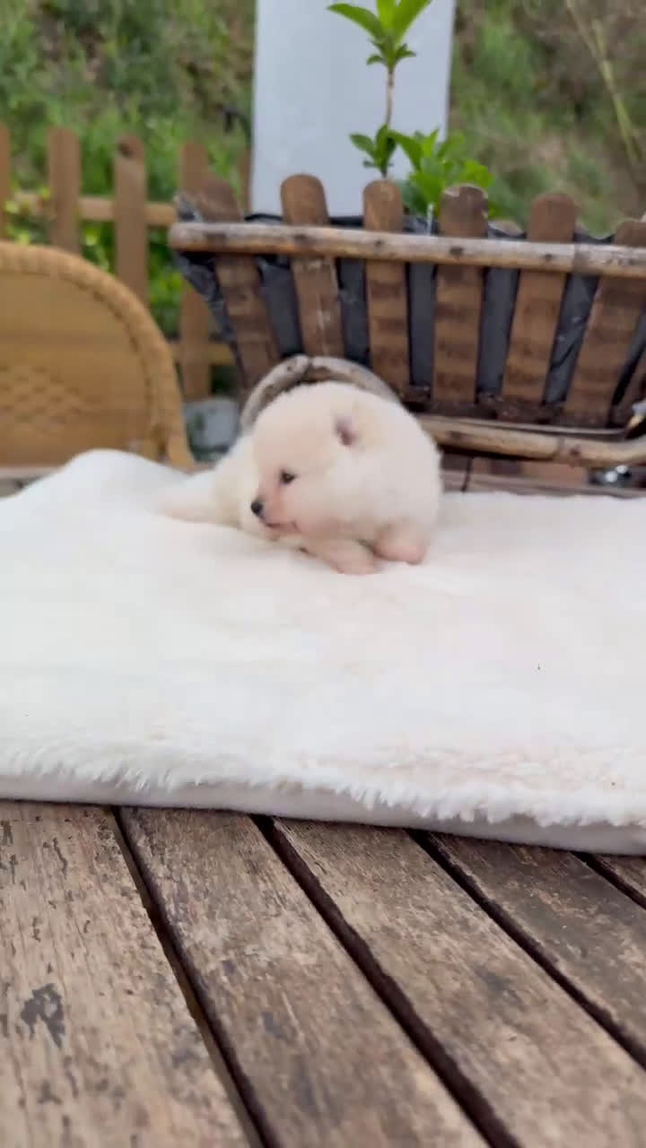 Pomerania perros en venta: Lulu de pomeranias Toy preciosos crema  - Video 1