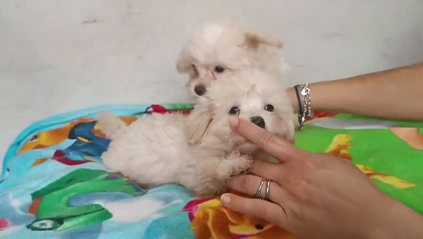 Maltipoo perros en venta: PRECIOSOS MACHITOS DE MALTIPOOS - Video 1