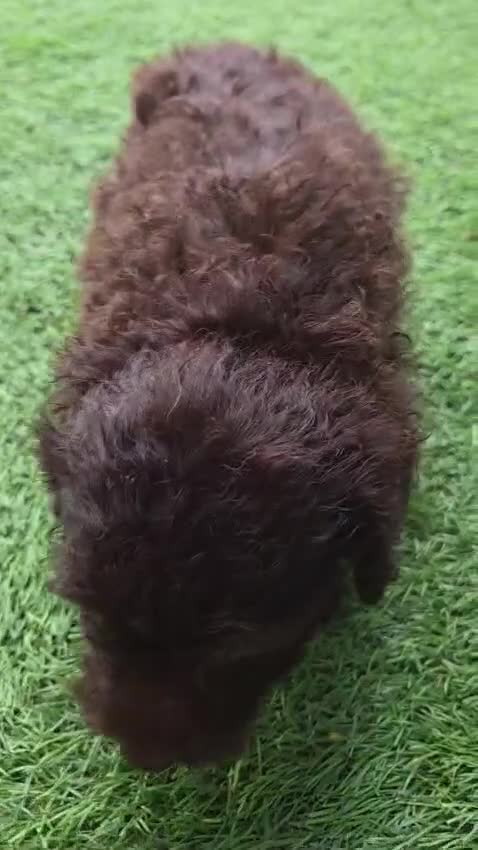 Perro de Agua Español perros en venta: Hembra y macho en Madrid - Video 3
