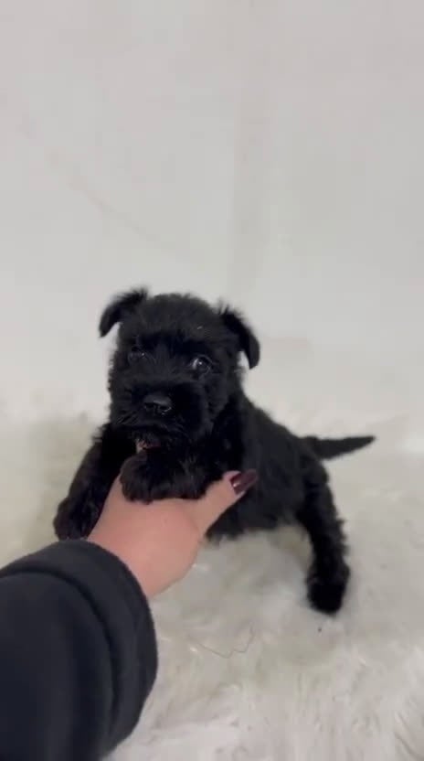 Schnauzer Miniatura perros en venta: SCHNAUZER MINIATURA - Video 1