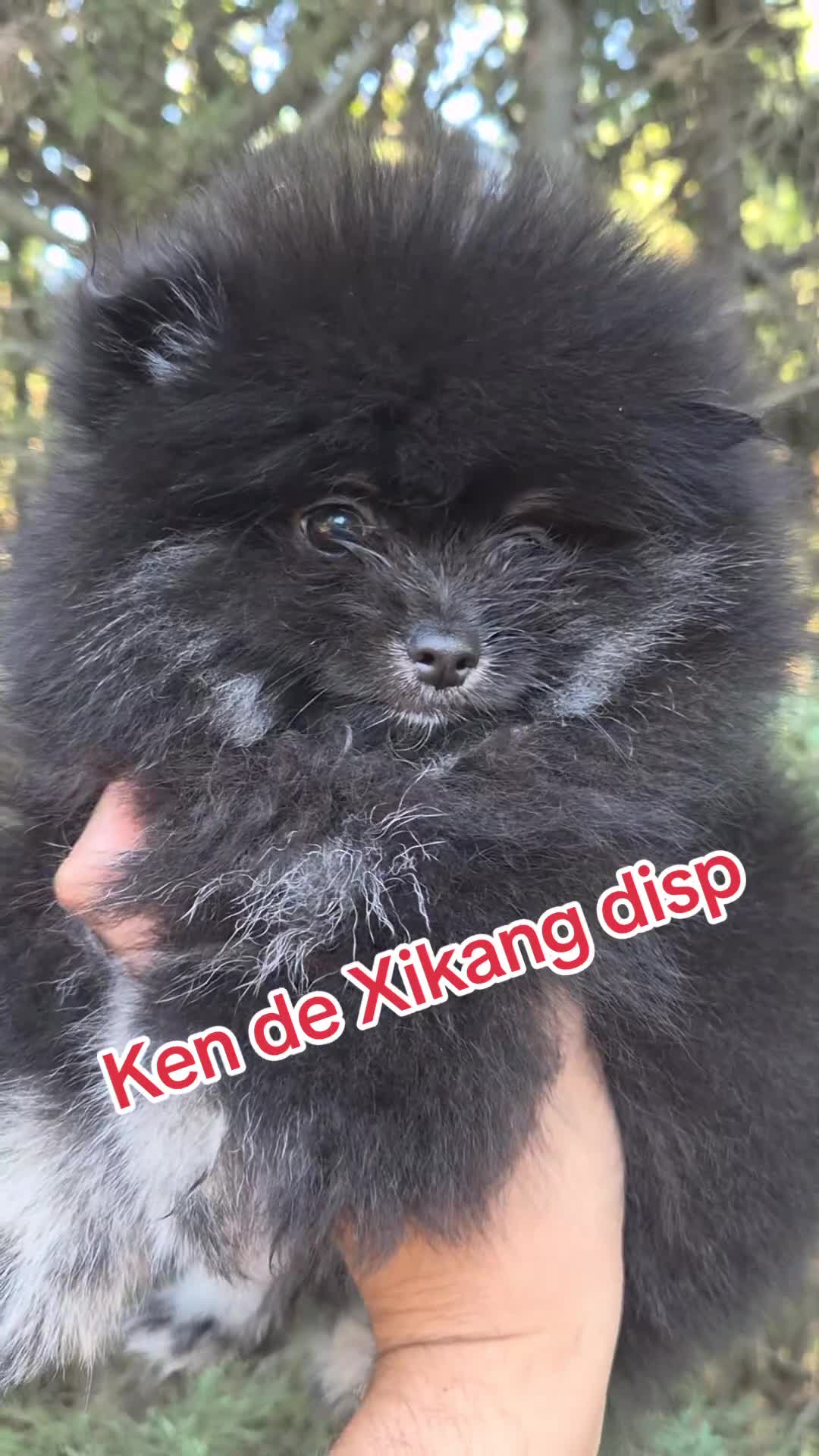Pomerania perros en venta: Pomeranias toy - Video 2