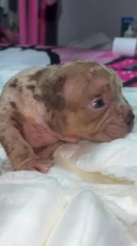 American Bully perros en venta: Hembra American Bully pocket  - Video 1