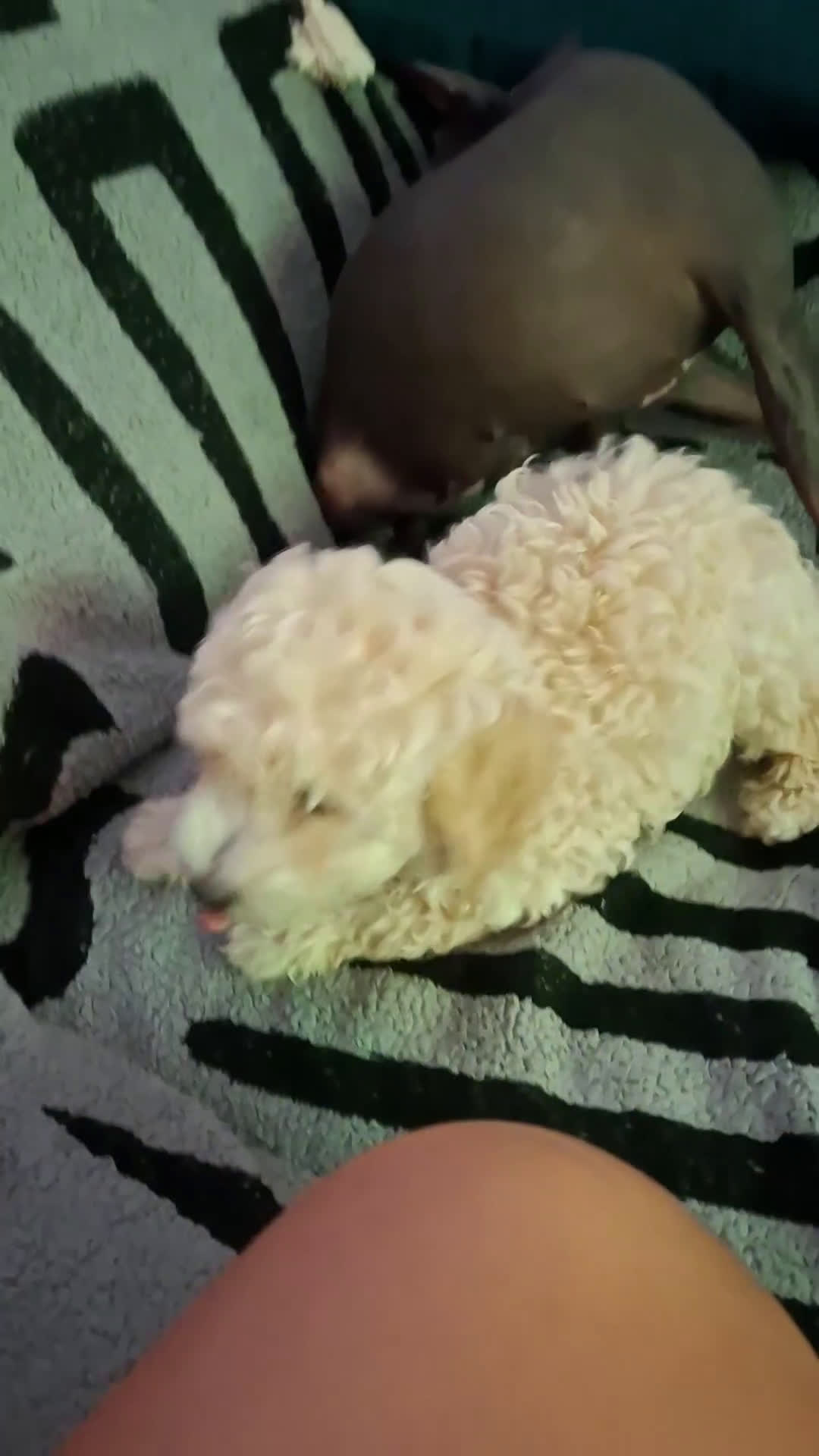 Caniche Enano perros en venta: ÚLTIMA HEMBRA CANICHE - Video 1