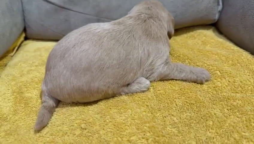 Labradoodle perros en venta: Hembras raza Labardoodle  - Video 5