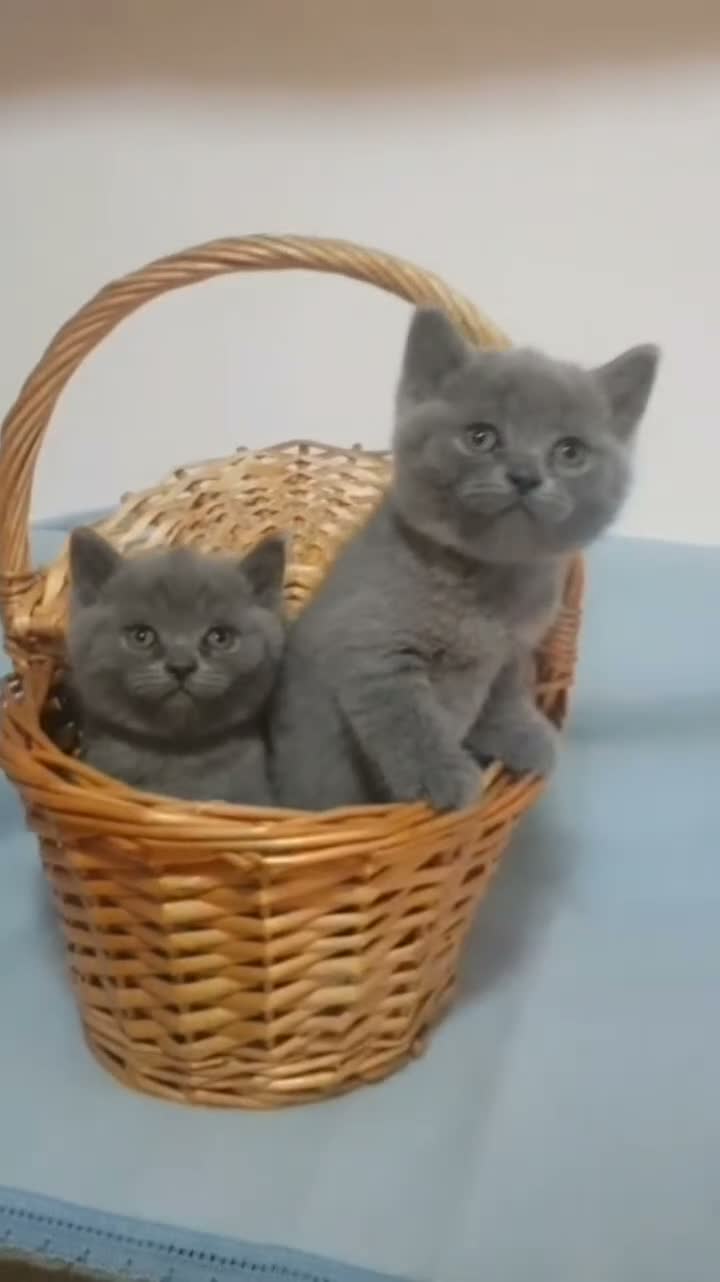 Británico de Pelo Corto Azul gatos en venta: Gatos Brithish shorthair  - Video 4