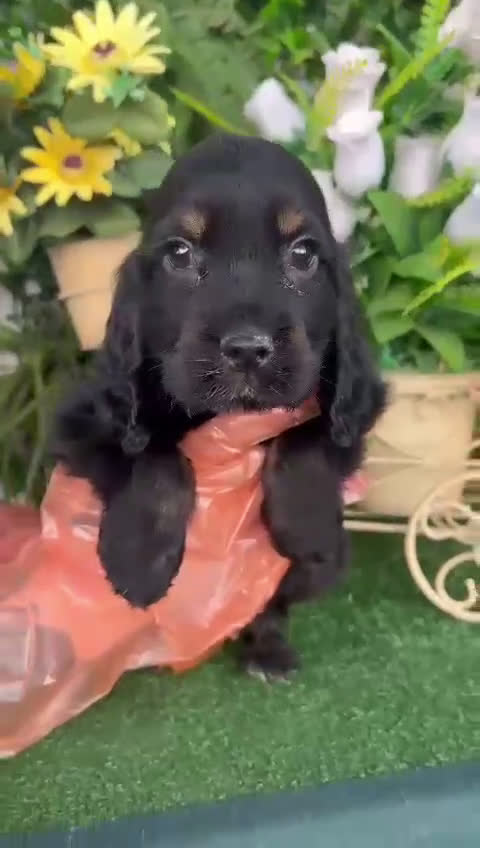 Cocker Spaniel Inglés perros en venta: Camada de Cocker negro - Video 1