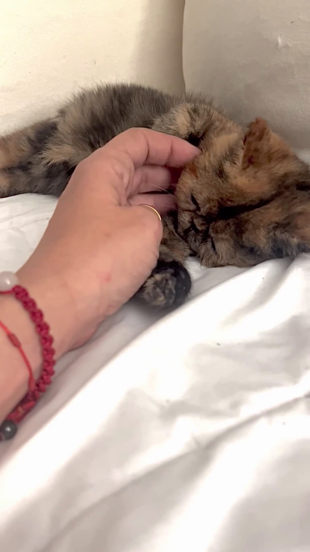Exótico de Pelo Corto gatos en venta: Hembra bebé pesa pelo corto , exotica - Video 1