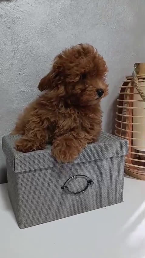 Caniche Toy perros en venta: Caniche toy  - Video 1