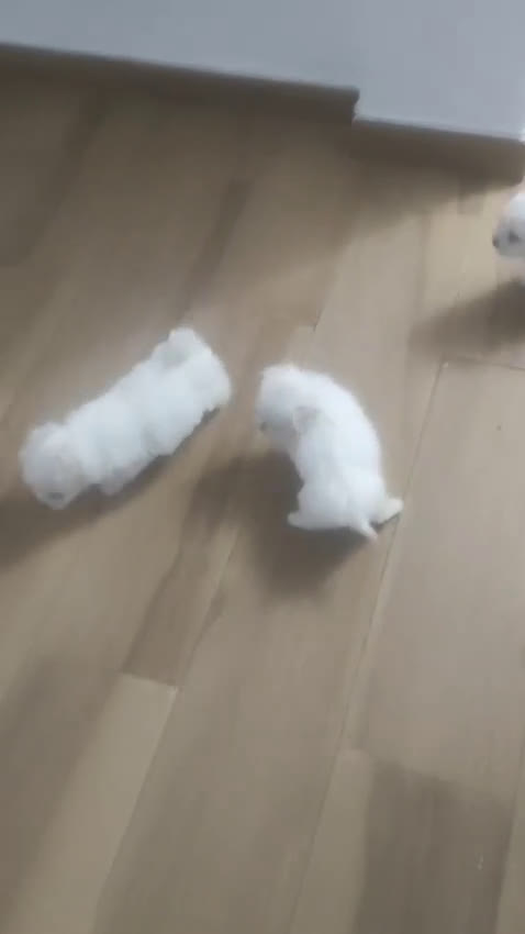 Bichón Maltés perros en venta: Bichón maltés Toy línea americana  - Video 2