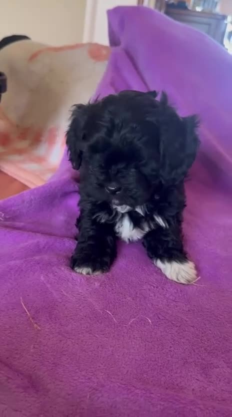 Maltipom perros en venta: Maltipoo macho minin - Video 2
