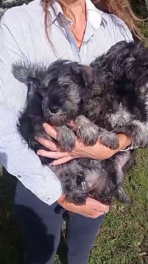 Schnauzer Miniatura perros en venta: Schnauzer mini sal y pimienta  - Video 2