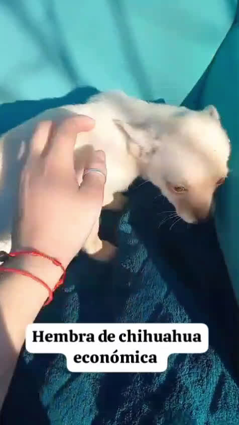 Chihuahua perros en venta: Habrá tamaño standar  - Video 1