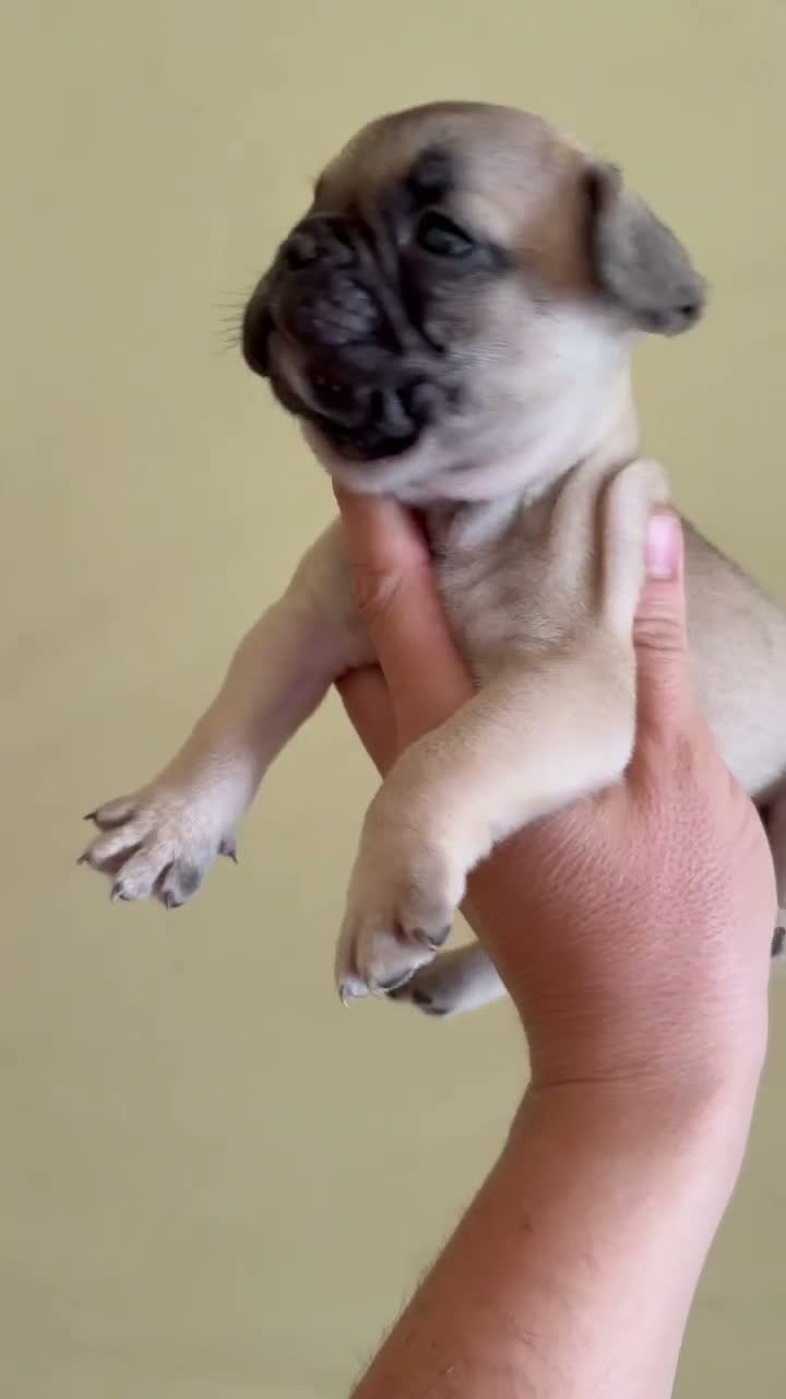 Bulldog Francés perros en venta: Bulldog frances - Video 2