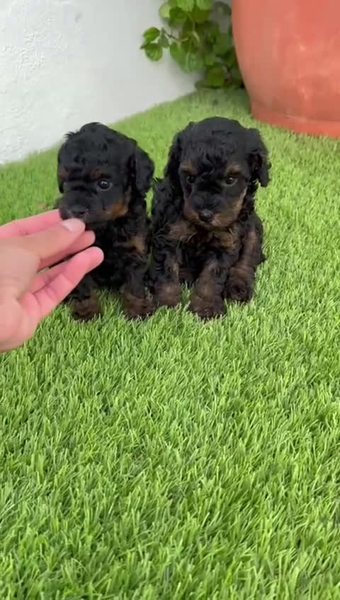 Caniche Toy perros en venta: CANICHE TOY HEMBRA - Video 2