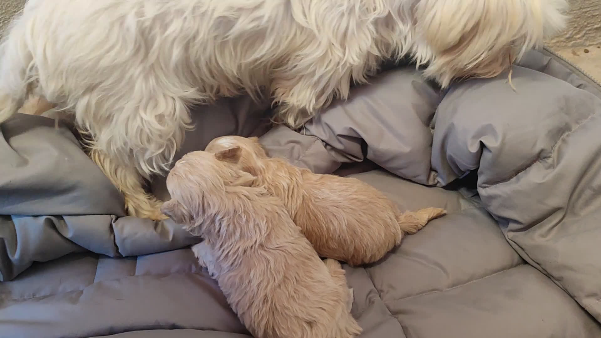 Maltipoo perros en venta: Maltipoo cachorros  - Video 1