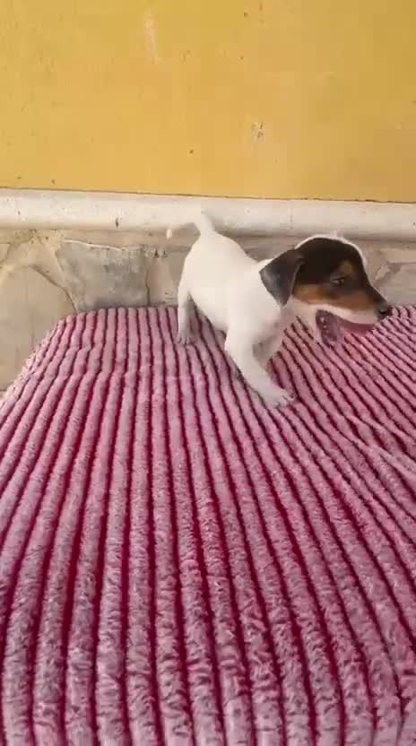 Jack Russell Terrier perros en venta: Jack Russell Terrier macho  - Video 1