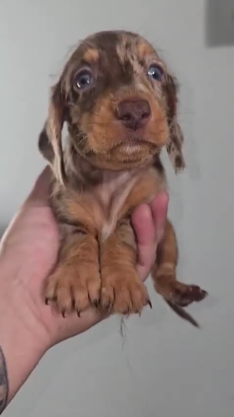 Teckel perros en venta: Teckel miniatura y kanichen en Sevilla  - Video 1