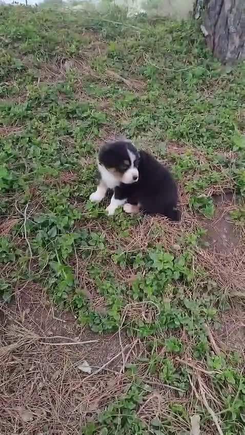 Pastor Australiano perros en venta: PASTOR AUSTRALIANO - Video 3