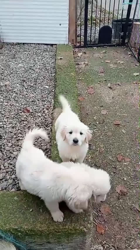 Golden Retriever perros en venta: Últimos cachorros de Golden retriever - Video 1