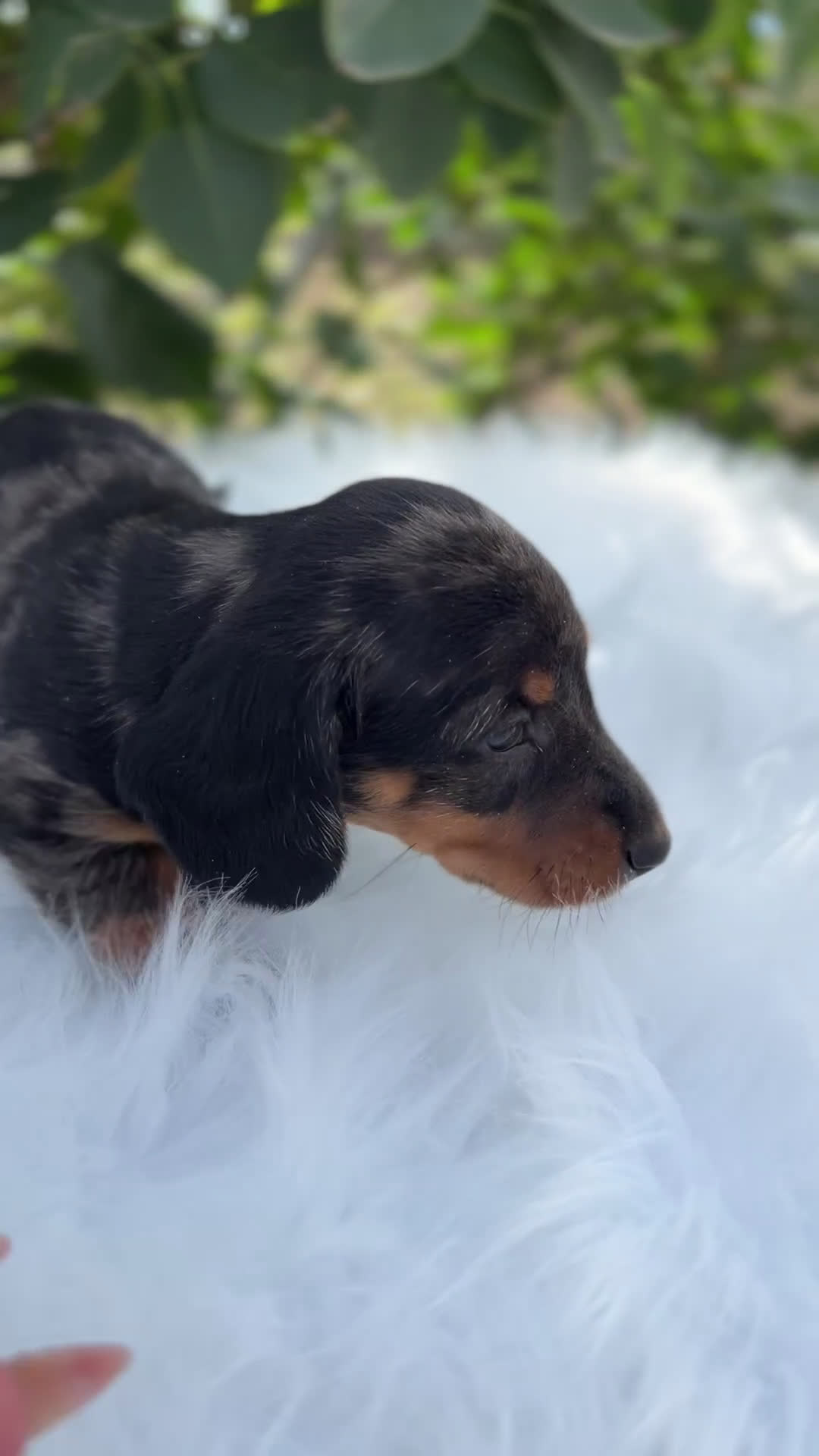 Teckel Miniatura perros en venta: Tecker arlequín  - Video 1