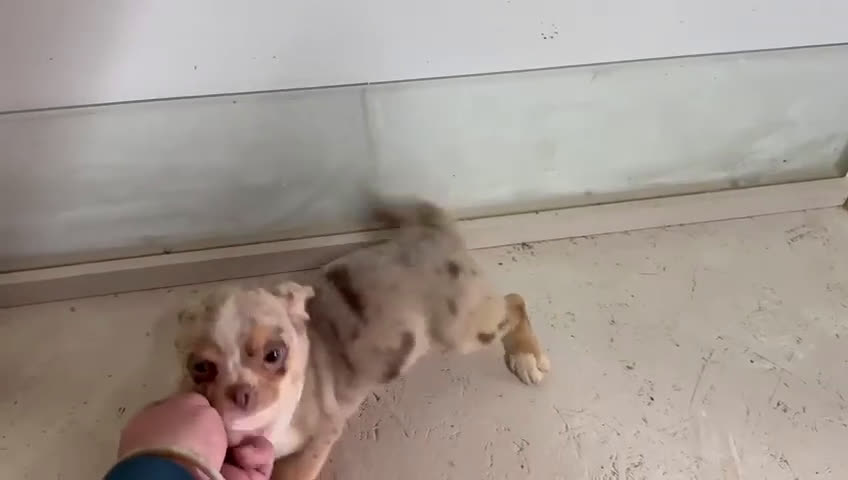 Chihuahua perros en venta: Chihuahuas merle - Video 2