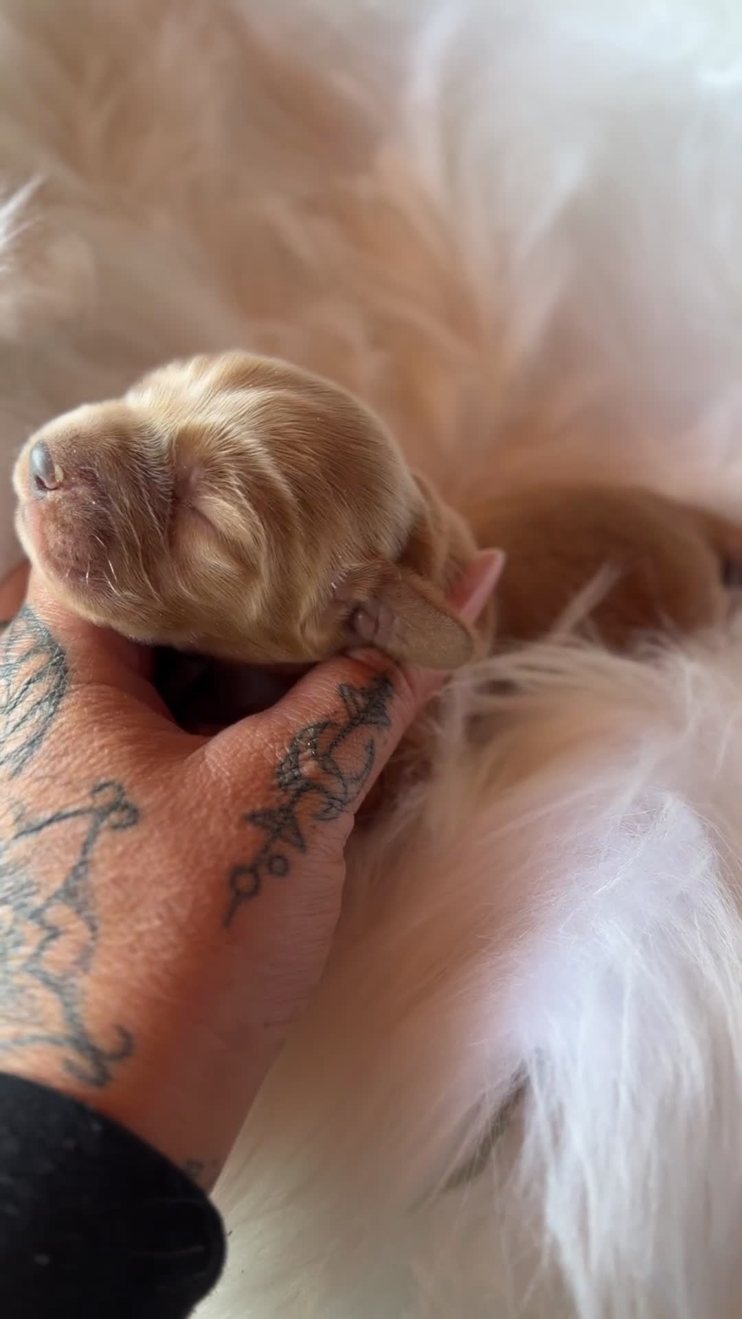 Cocker Spaniel Inglés perros en venta: Cocker macho dorsal intenso  - Video 2