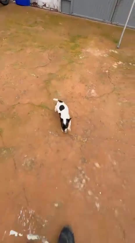 Jack Russell Terrier perros en venta: Jack Russell  - Video 2